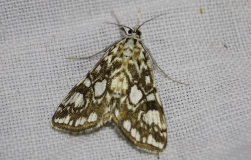 Réf. 192 489 : Elophila nymphaeata
